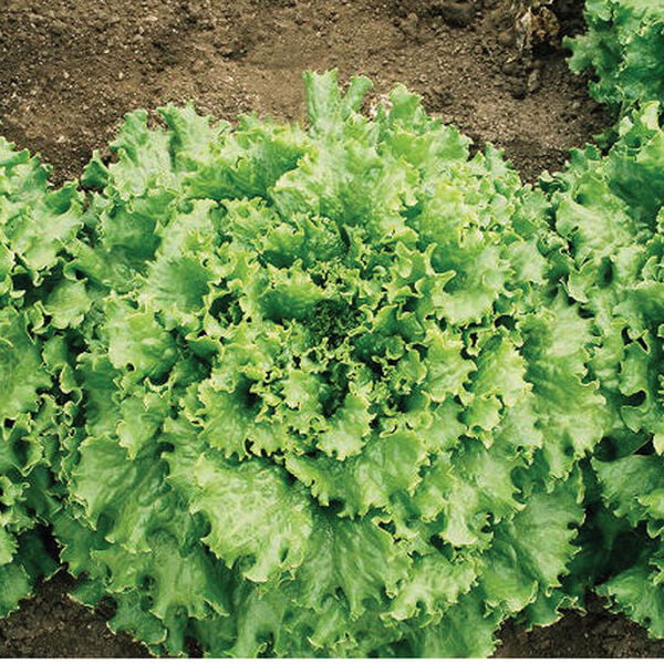 Tropicana Leaf Lettuce