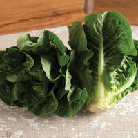 Green Romaine