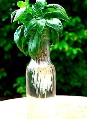 Living Basil