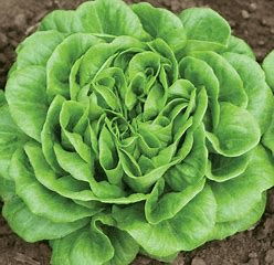 Green Butterhead Green Butterhead