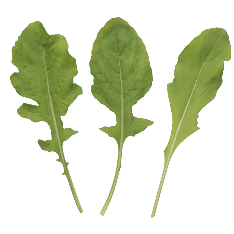 Arugula leaves