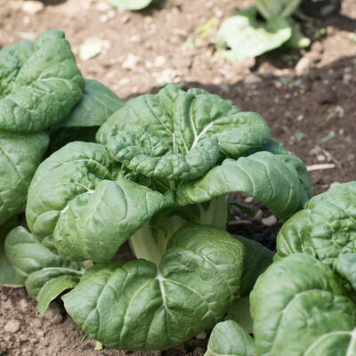 Pac Choi