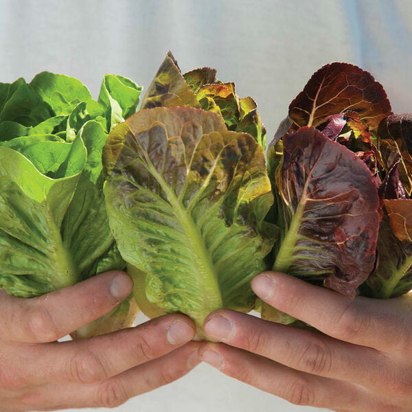 Mini Red Romaine
