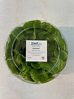 Green Oakleaf Living Lettuce