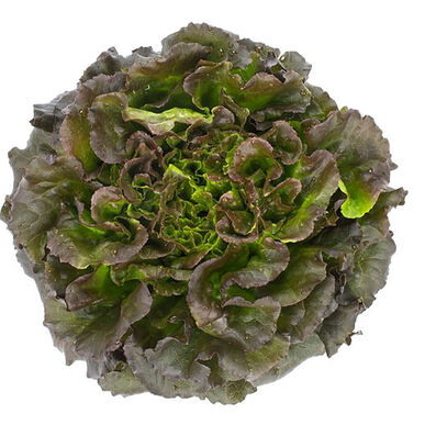 Salanova Red Summer Crisp