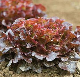 Red Oakleaf Red Oakleaf