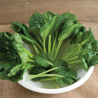 Tatsoi Tatsoi